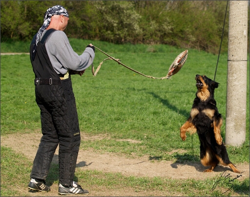 Dogs in training 5/2008